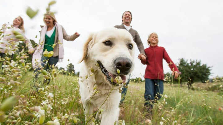 The Ultimate Guide to Keeping Your Dog Happy with Toys &amp; Accessories
