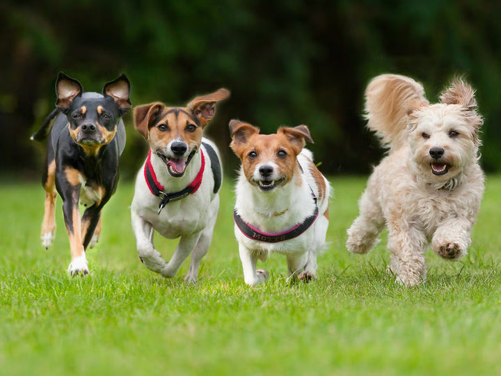 5 Ways the Right Toys &amp; Accessories Improve Your Dog’s Life