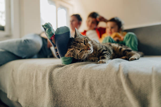 How to Keep Your Cat Happy with the Right Toys &amp; Accessories